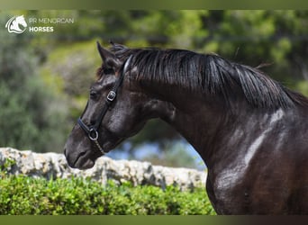 Minorquin, Jument, 3 Ans, 153 cm, Noir