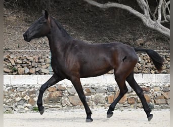 Minorquin, Jument, 3 Ans, 155 cm, Noir