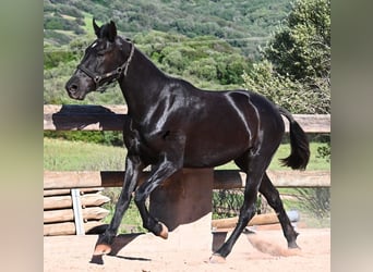 Minorquin, Jument, 3 Ans, 157 cm, Noir