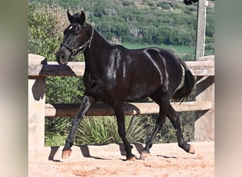 Minorquin, Jument, 3 Ans, 157 cm, Noir