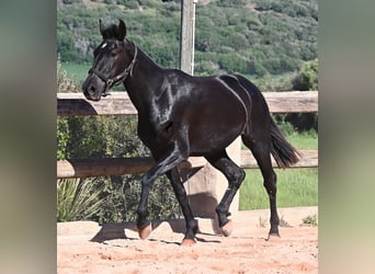 Minorquin, Jument, 3 Ans, 157 cm, Noir