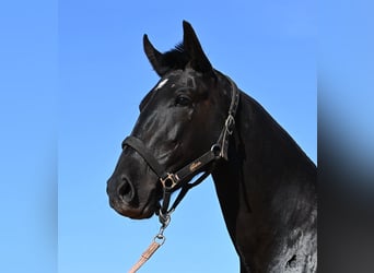 Minorquin, Jument, 3 Ans, 157 cm, Noir