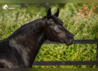 Minorquin, Jument, 3 Ans, 159 cm, Noir