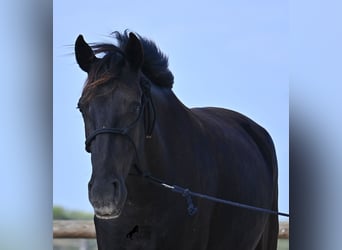 Minorquin, Jument, 3 Ans, 159 cm, Noir