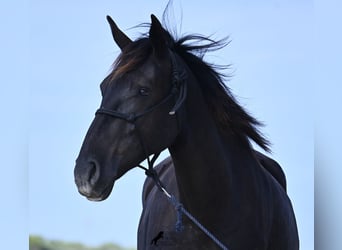 Minorquin, Jument, 3 Ans, 159 cm, Noir