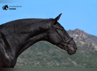 Minorquin, Jument, 3 Ans, 160 cm, Noir