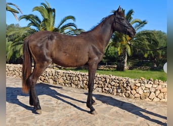 Minorquin, Jument, 3 Ans, 160 cm, Noir