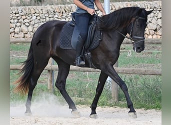 Minorquin, Jument, 3 Ans, 161 cm, Noir