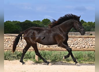 Minorquin, Jument, 3 Ans, 162 cm, Noir