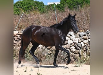 Minorquin, Jument, 3 Ans, 162 cm, Noir