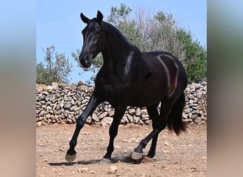 Minorquin, Jument, 3 Ans, 166 cm, Noir