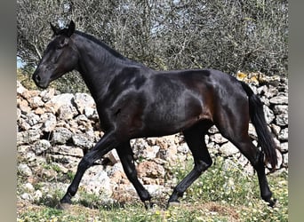 Minorquin, Jument, 3 Ans, 166 cm, Noir
