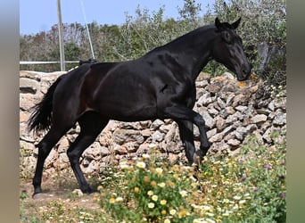 Minorquin, Jument, 3 Ans, 166 cm, Noir