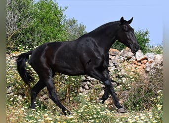 Minorquin, Jument, 3 Ans, 166 cm, Noir