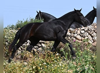 Minorquin, Jument, 3 Ans, 166 cm, Noir