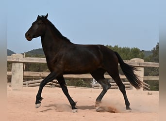 Minorquin, Jument, 3 Ans, 166 cm, Noir
