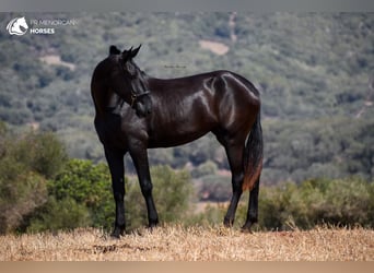 Minorquin, Jument, 3 Ans, 174 cm, Noir