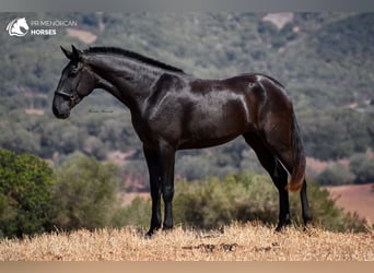 Minorquin, Jument, 3 Ans, 174 cm, Noir