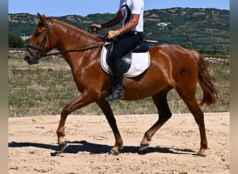 Minorquin, Jument, 4 Ans, 155 cm, Alezan