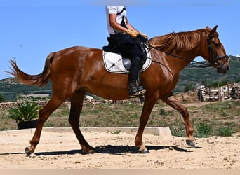 Minorquin, Jument, 4 Ans, 155 cm, Alezan