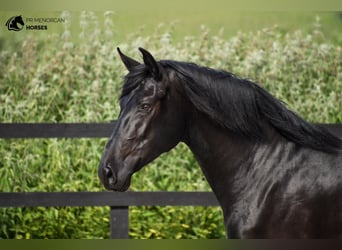 Minorquin, Jument, 4 Ans, 159 cm, Noir