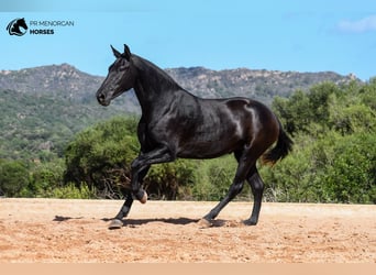 Minorquin, Jument, 4 Ans, 160 cm, Noir
