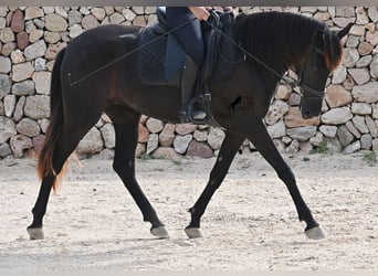 Minorquin, Jument, 4 Ans, 161 cm, Noir