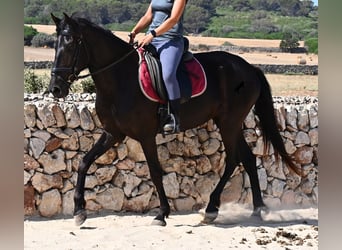 Minorquin, Jument, 4 Ans, 161 cm, Noir