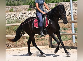 Minorquin, Jument, 4 Ans, 161 cm, Noir