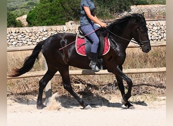 Minorquin, Jument, 4 Ans, 161 cm, Noir