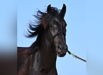 Minorquin, Jument, 4 Ans, 161 cm, Noir