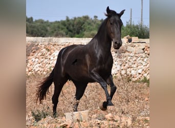 Minorquin, Jument, 5 Ans, 154 cm, Noir