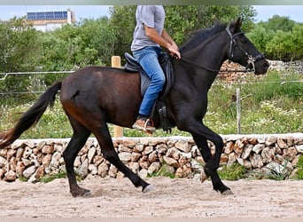 Minorquin, Jument, 5 Ans, 154 cm, Noir