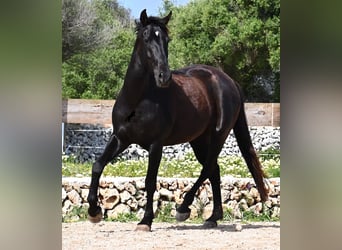 Minorquin, Jument, 5 Ans, 154 cm, Noir