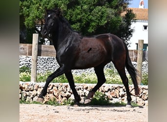 Minorquin, Jument, 5 Ans, 154 cm, Noir