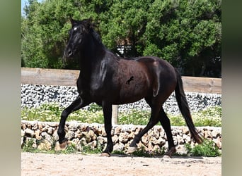 Minorquin, Jument, 5 Ans, 154 cm, Noir
