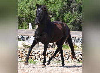 Minorquin, Jument, 5 Ans, 154 cm, Noir