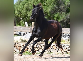 Minorquin, Jument, 5 Ans, 154 cm, Noir