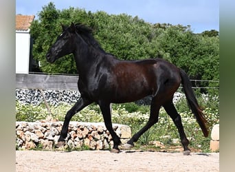 Minorquin, Jument, 5 Ans, 154 cm, Noir