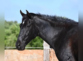 Minorquin, Jument, 5 Ans, 154 cm, Noir
