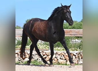 Minorquin, Jument, 5 Ans, 154 cm, Noir
