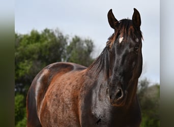 Minorquin, Jument, 5 Ans, 154 cm, Noir