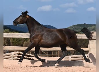 Minorquin, Jument, 5 Ans, 159 cm, Noir