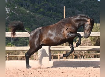 Minorquin, Jument, 5 Ans, 159 cm, Noir