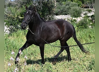 Minorquin, Jument, 5 Ans, 167 cm, Noir