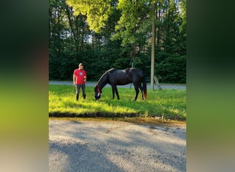 Minorquin, Jument, 6 Ans, 164 cm, Noir