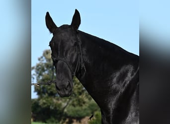 Minorquin, Jument, 6 Ans, 171 cm, Noir