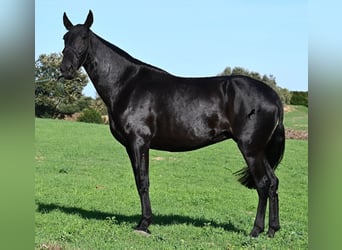Minorquin, Jument, 6 Ans, 171 cm, Noir