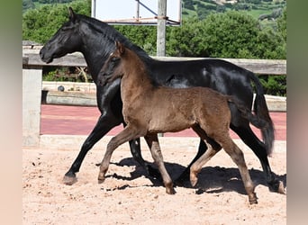 Minorquin, Jument, 7 Ans, 153 cm, Noir