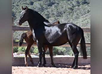 Minorquin, Jument, 7 Ans, 153 cm, Noir